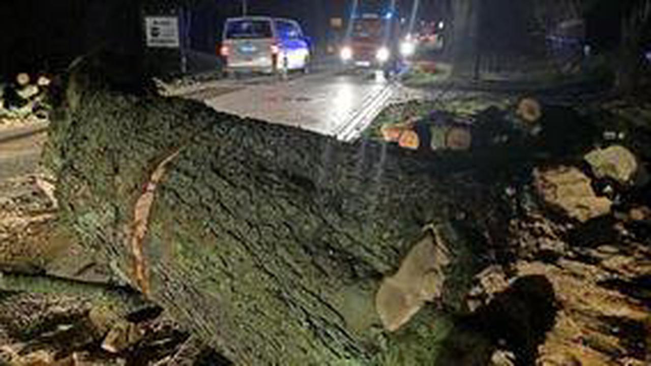 Januarsturm über NWM: Baum stürzt in Damshagen auf die Straße