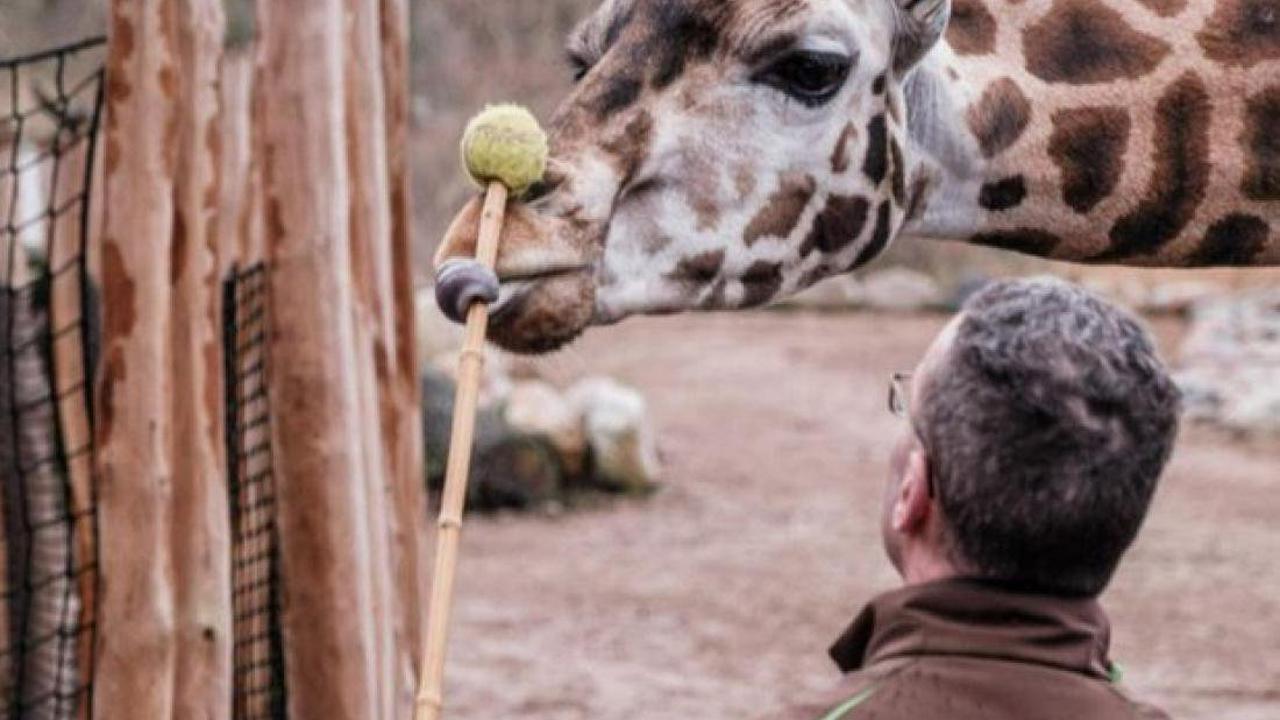 Medizinische Übung im Zoo: Schweriner Giraffen machen Anti-Angst-Training