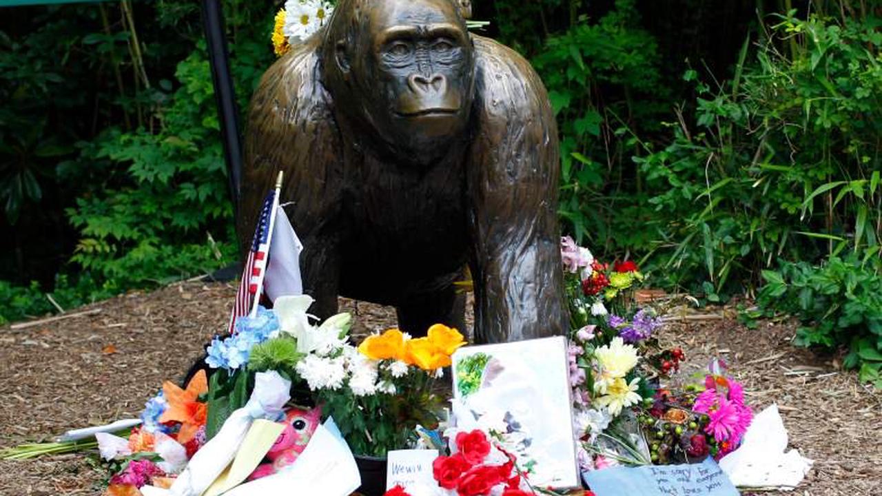HBD, Ozzie! Zoo Atlanta celebrates 60th birthday of world&#39;s oldest gorilla - Opera News