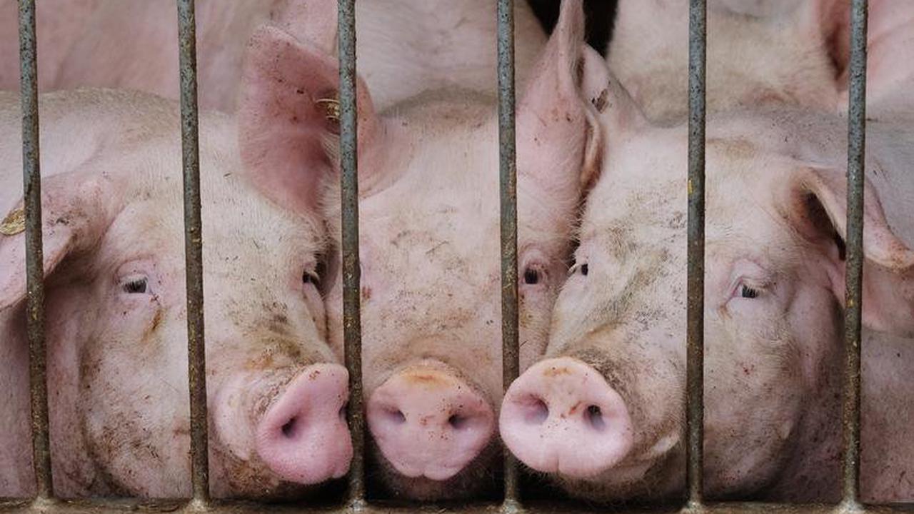Schweinepest-Ausbruch in der Uckermark – 1300 Tiere tot