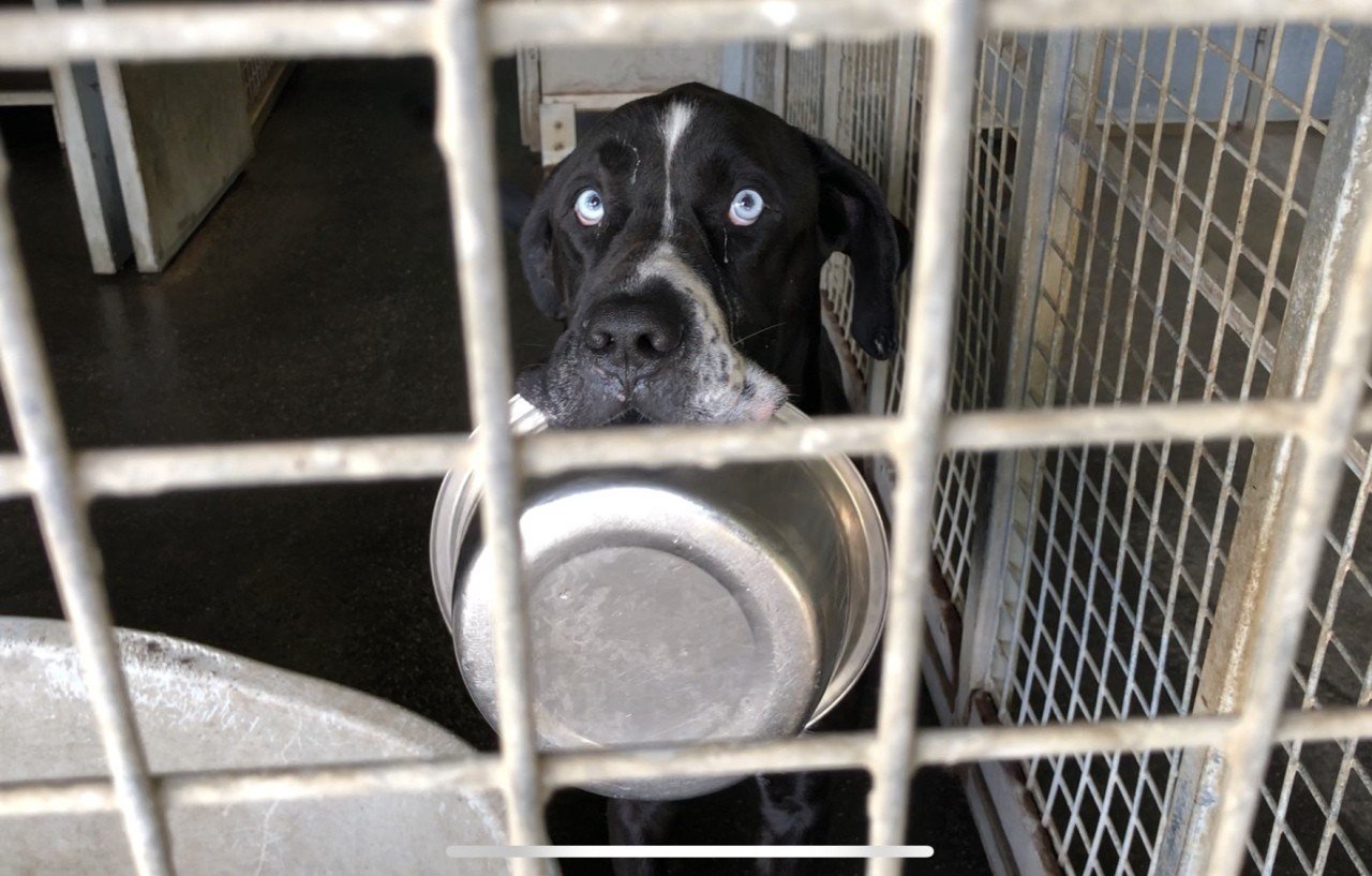 Mois De L Adoption 3 000 Animaux Attendent Une Famille Dans Les 62 Refuges Spa Opera News