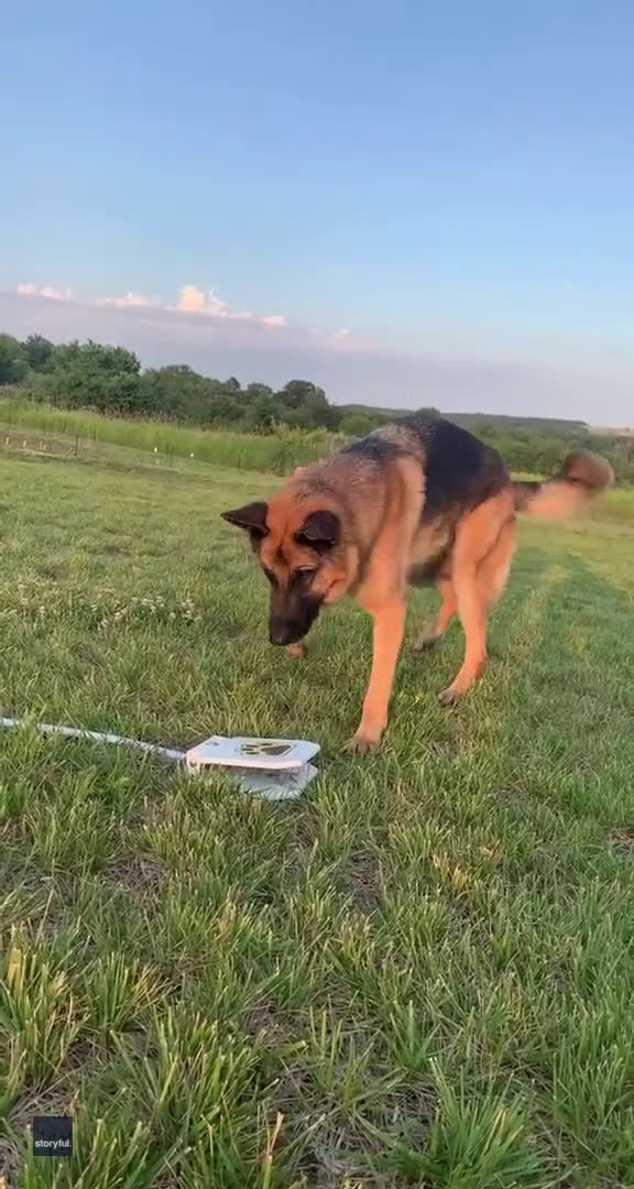 Baby Steps As German Shepherd Tries To Beat The Heat With Dog Water Fountain Opera News