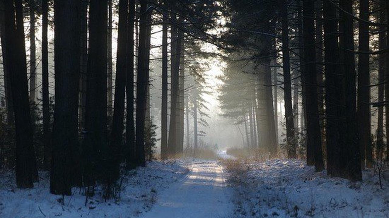 Бывший зэк напал на идущую по лесной тропинке женщину в новосибирском Академгородке