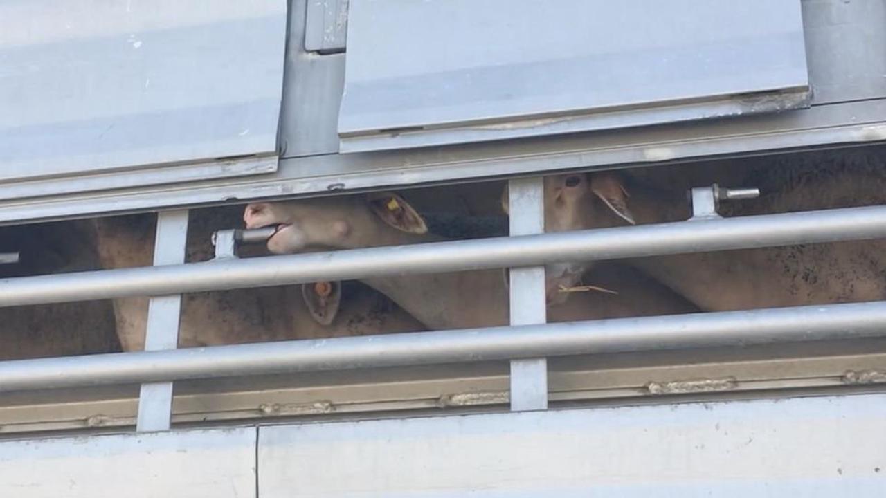 "Gegenseitig das Fell rausgerissen" – Reporterin berichtet von grausamen Tiertransporten