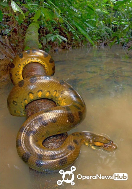 Green Anaconda Biggest Snake In The World Operanewsapp