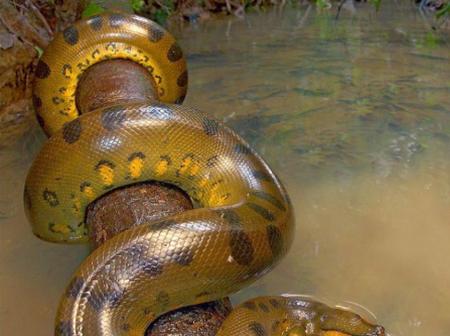 Green Anaconda Biggest Snake In The World Opera News