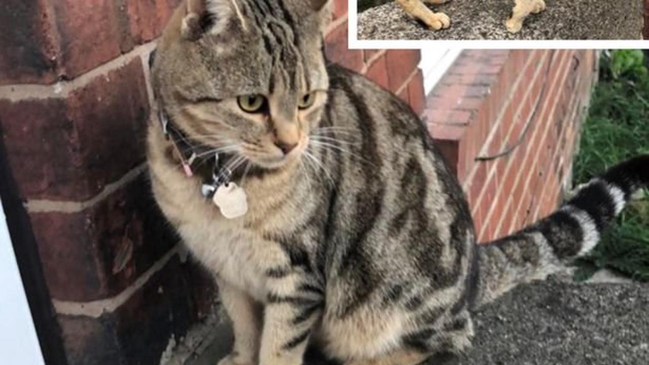 Horror as missing Leeds cat found shot and drowned then dumped in bag