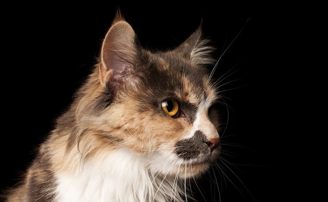 Le Skookum Un Chat Minature Opera News