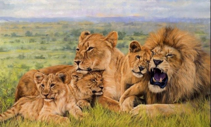 Lion pride
