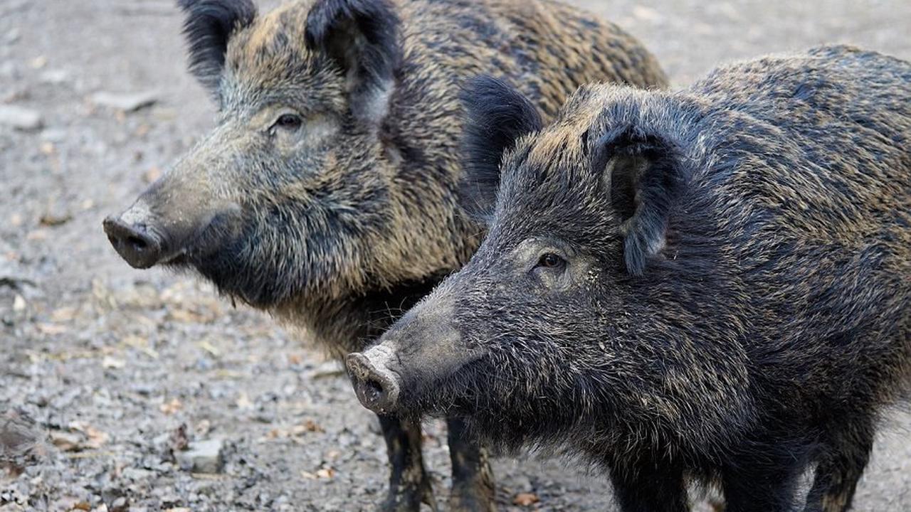 Afrikanische Schweinepest breitet sich weiter aus
