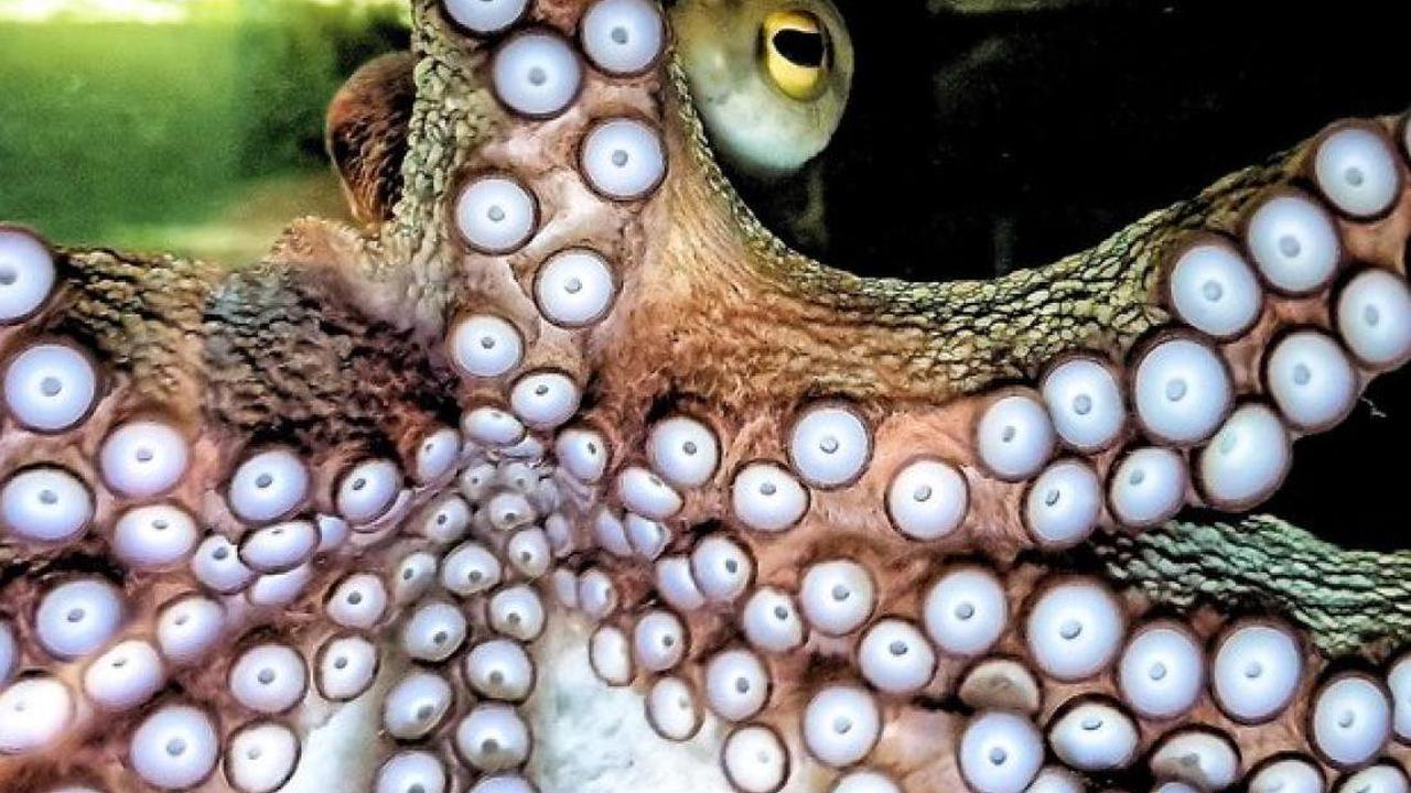 Faszinierende Kraken: Die schlauesten Tiere des Meeres
