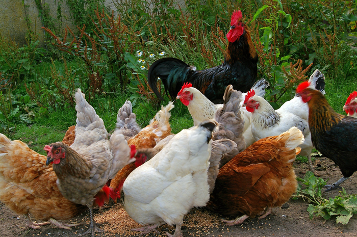 Kakamega farmer: I make Sh90,000 per week from my indigenous chicken