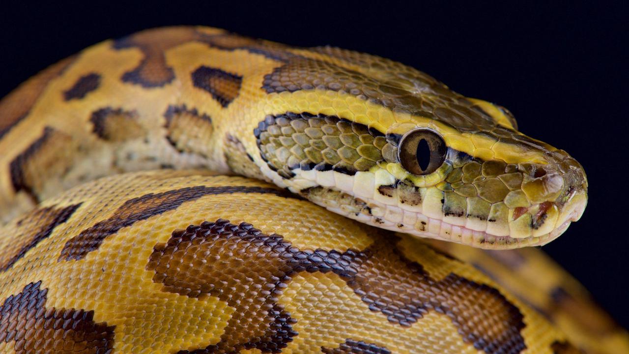 Watch a python swallow an impala whole in this jaw-dropping video