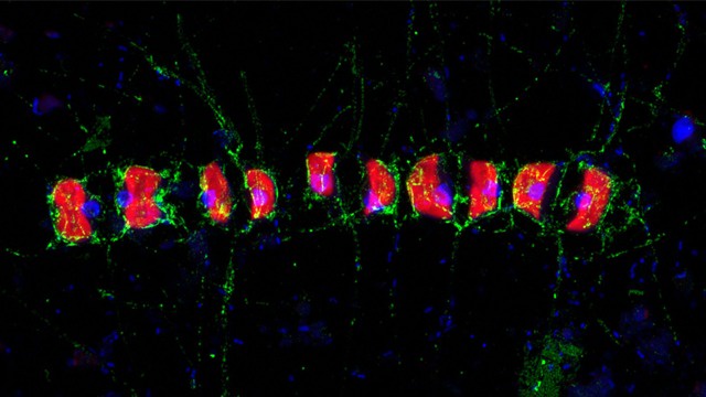 Marine Sugars Hide Away From Hungry Bacteria Opera News