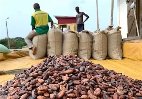 2024/2025 Season: COCOBOD sets cocoa producer price at GH¢48,000 per ...