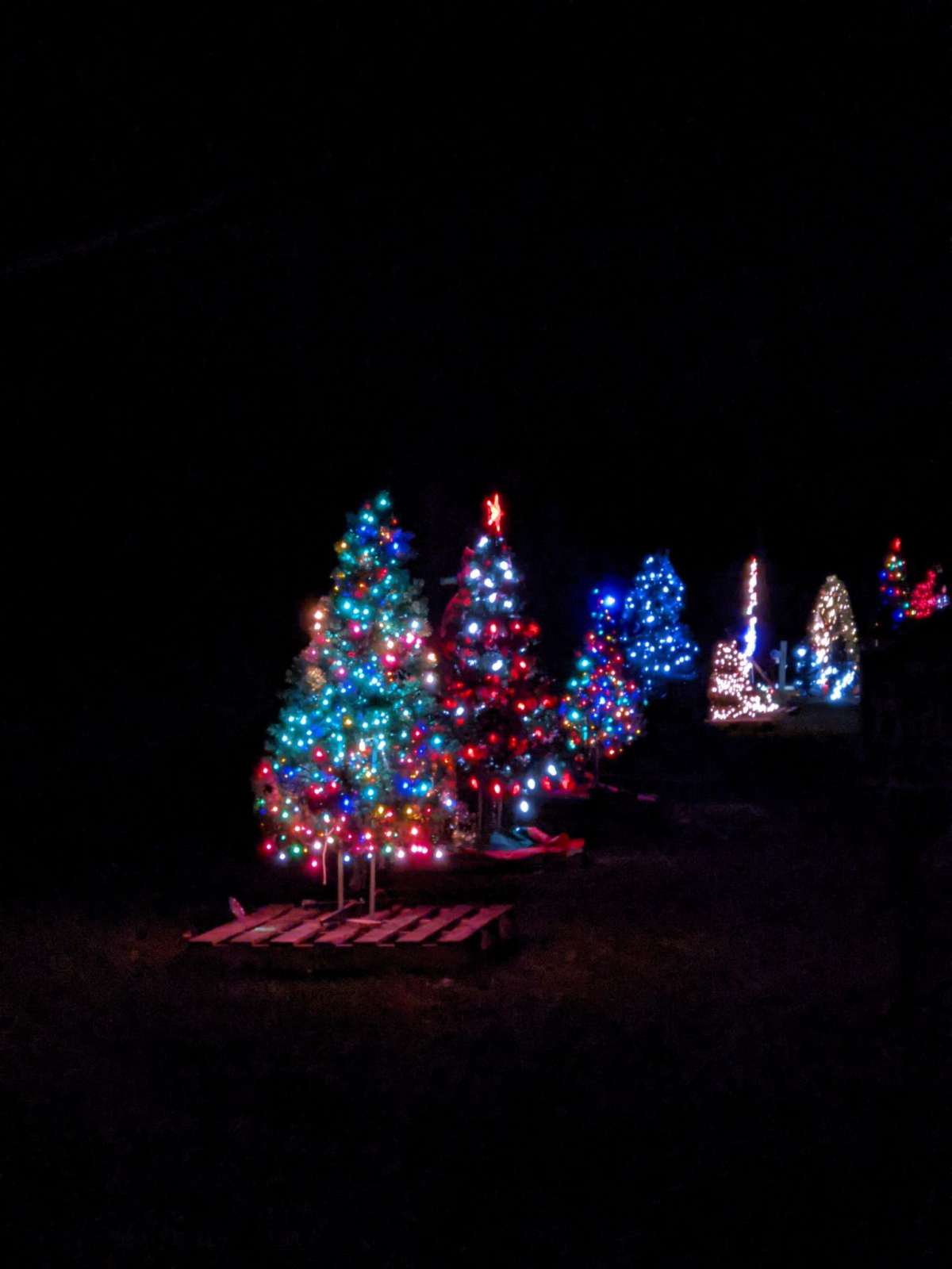 Sanford Nc Events Christmas Day 2022 Trees Lit Ahead Of Dec. 3 Sanford Shines Event - Opera News