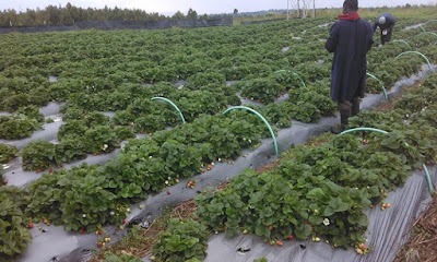 strawberry farming in kenya, naivasha