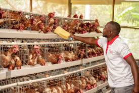 Kisumu farmer smiles after quitting job to rear poultry