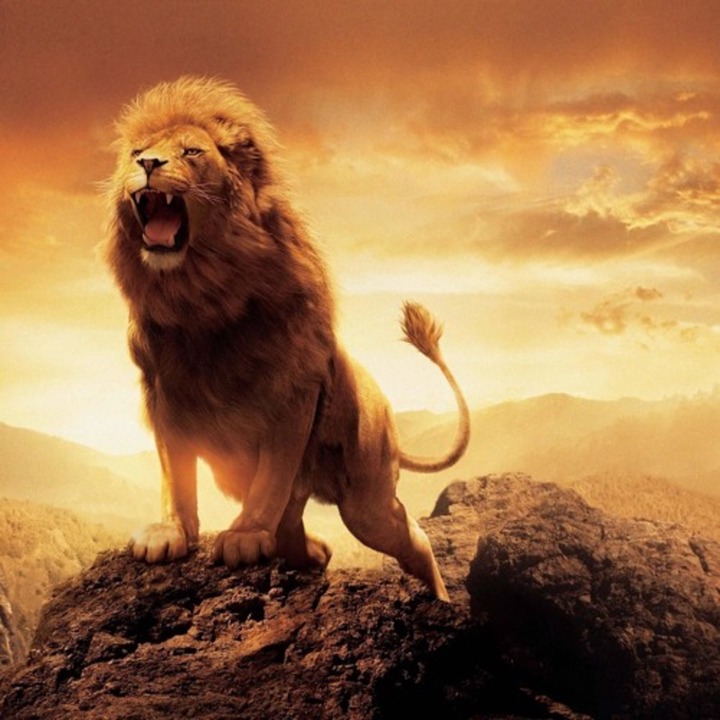 why-is-the-lion-the-king-of-the-forest