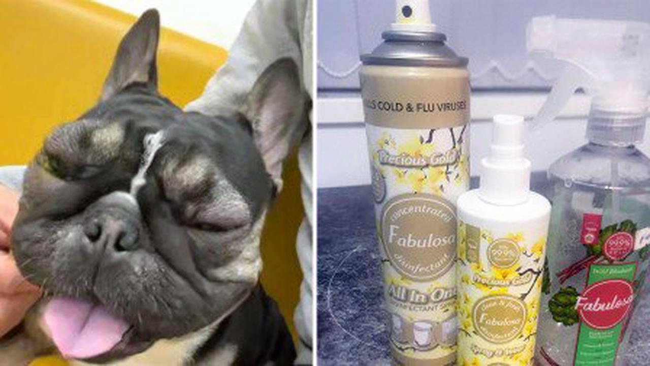 French Bulldog’s face balloons after owner cleaned kitchen floor