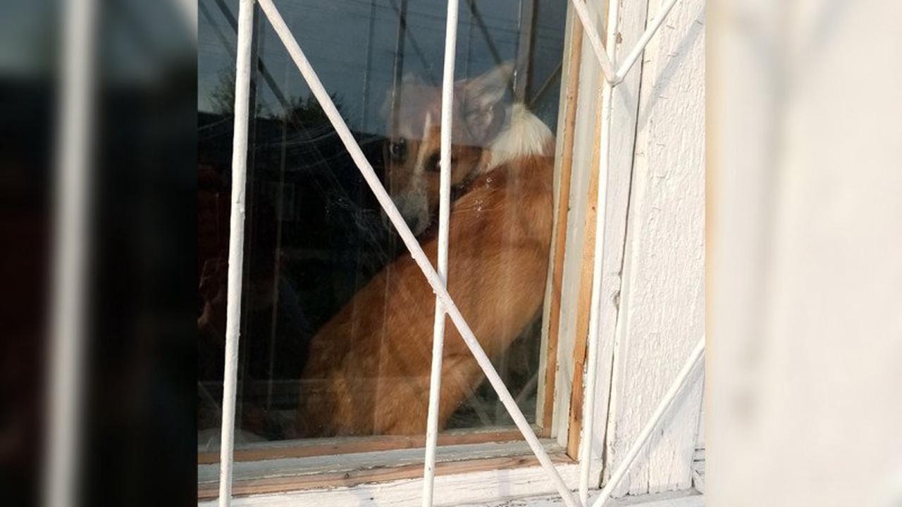 Смоляне пытаются вызволить собаку из запертой квартиры
