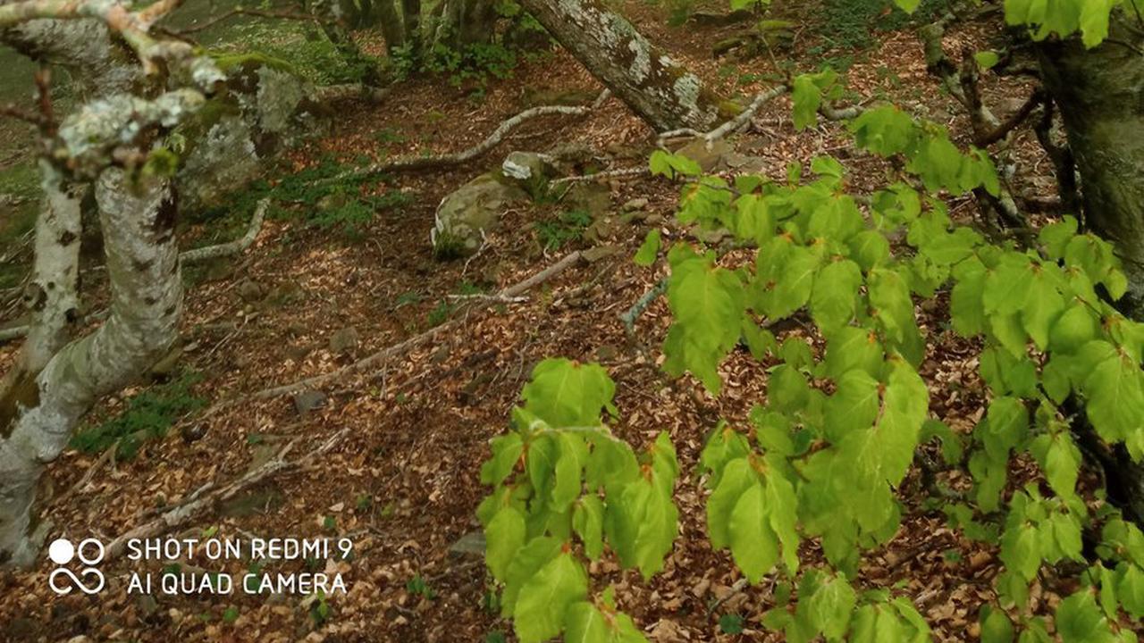 Massif des Albères : découvrez une singulière forêt
