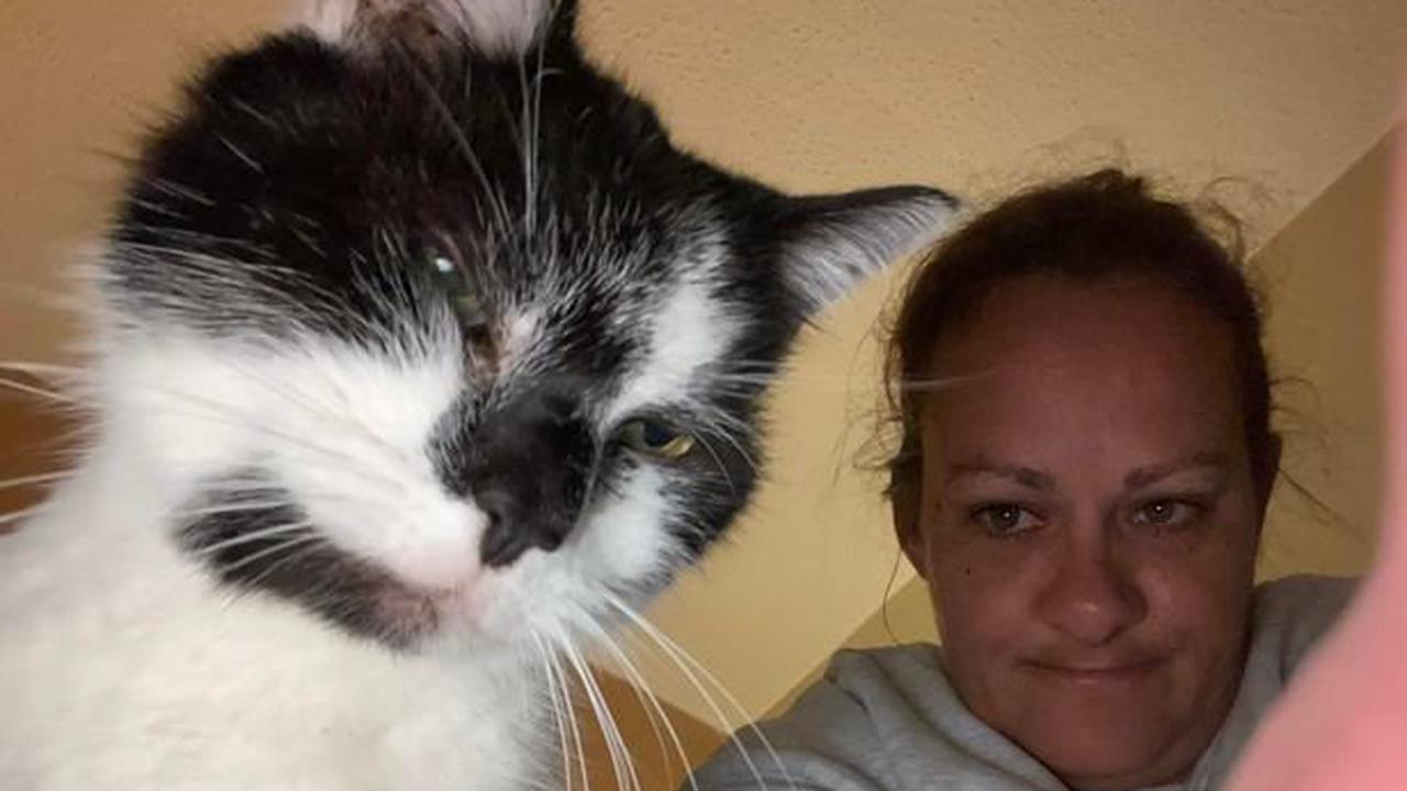 Woman 'distraught' after much-loved cat buried is by another family
