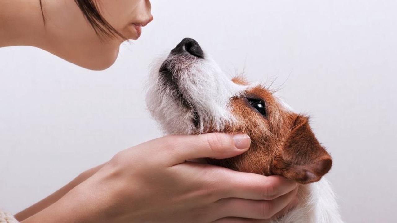 De nouvelles recherches suggèrent comment prolonger naturellement la vie d’un chien