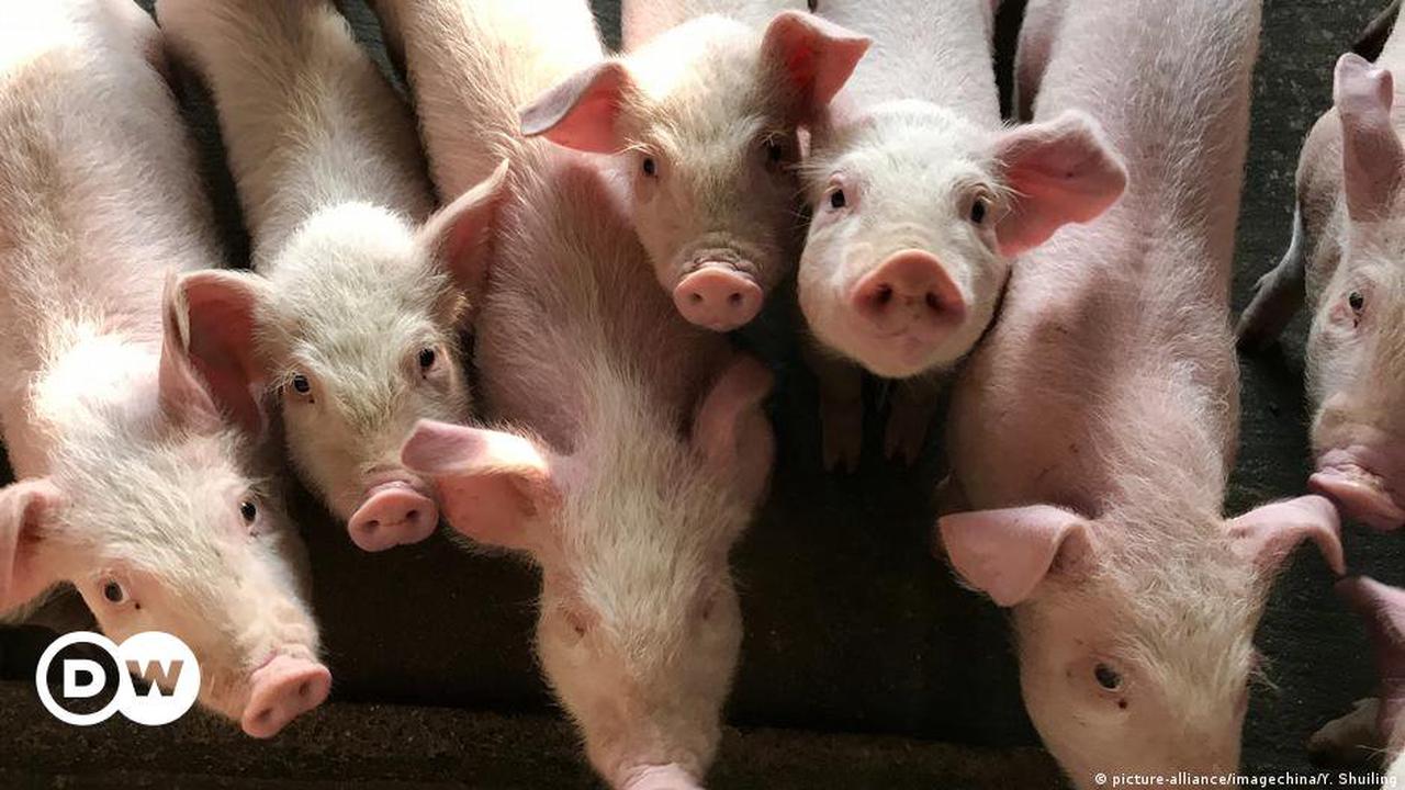 Schweine in Thailand sind knapp