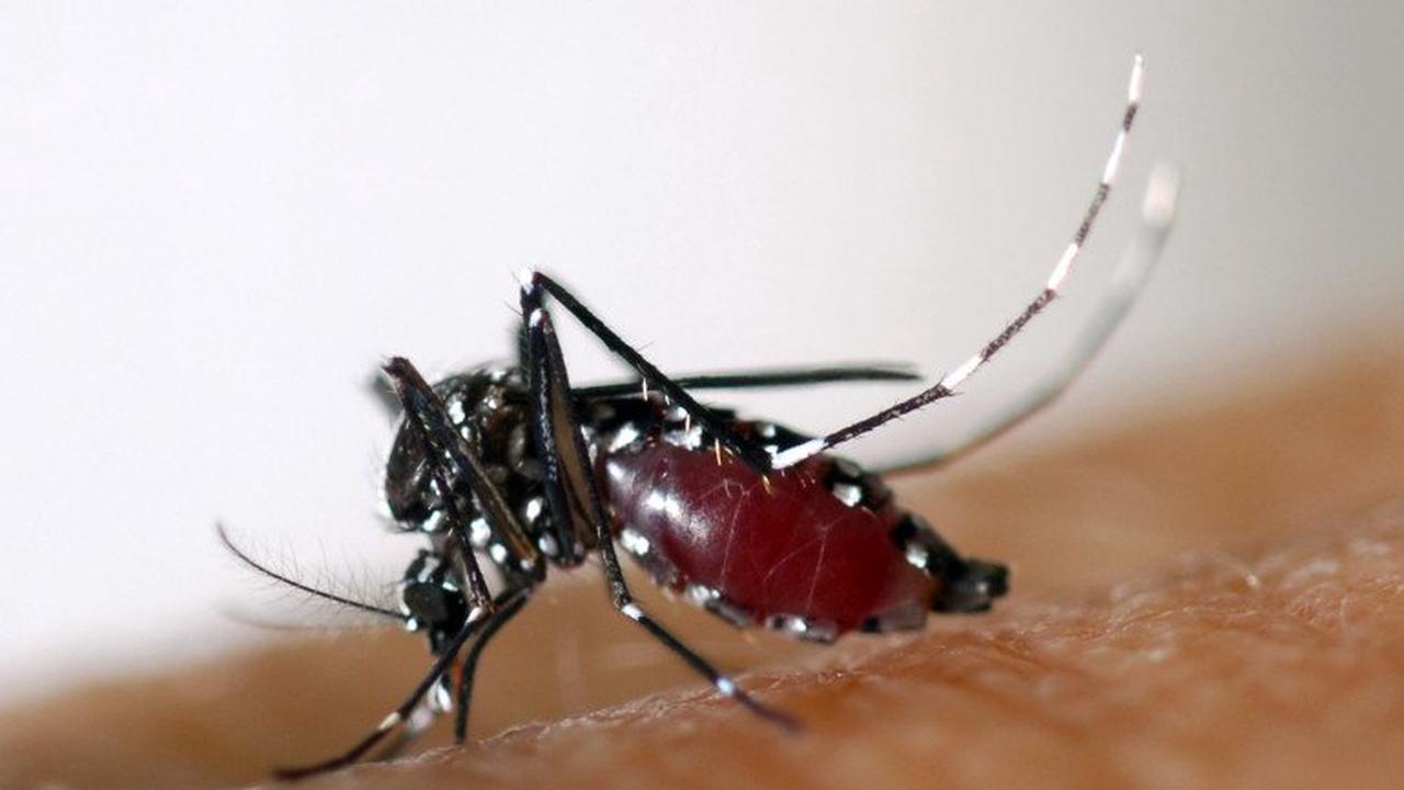 Vacances d'été : qu'est-ce que le virus du Nil occidental transmis par les moustiques ?