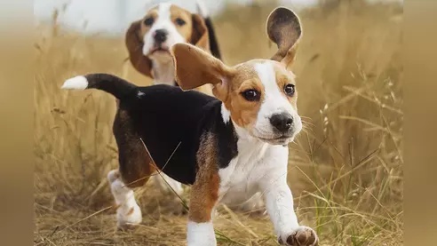 Myanmar Protests Resume After 2nd Night Of Internet Shutdown Opera News