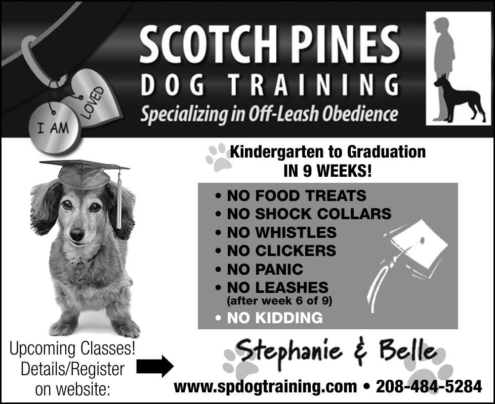 Scotch Pines Dog Training Ad From 2021 02 14 Opera News