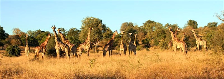 A group of 13 giraffe standing side-by-side in long grasses and backed by acacia trees; the light is golden with a blue sky above.