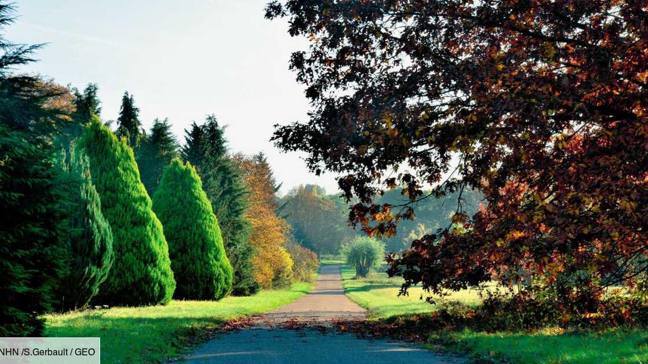Découvrez les secrets d'un arboretum, jardin botanique consacré aux arbres