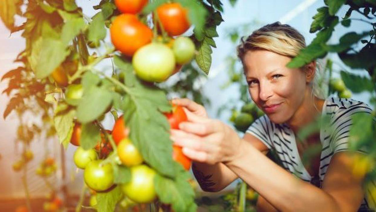 6 règles d'or pour avoir de belles tomates dans son potager