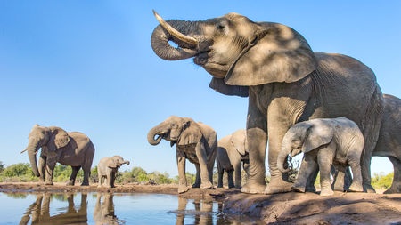 Elephants can lose two bathtubs full of water in a single day when it gets  hot | Science | AAAS