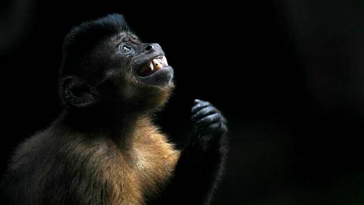 Variole du singe. Des primates soupçonnés d’avoir un lien avec la maladie ont été attaqués au Brésil