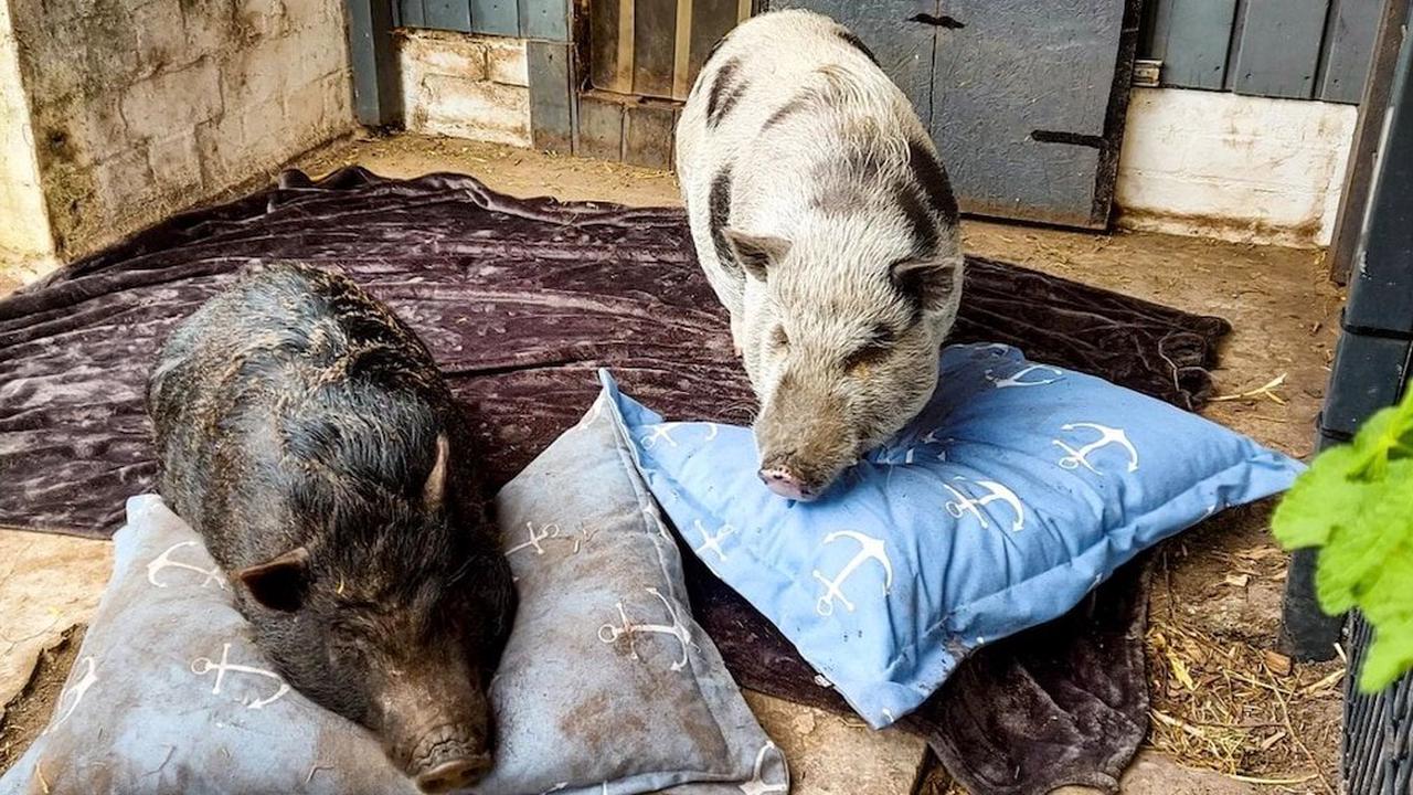 Bacon & Schnitzel: Schweinereien mischen Twitch auf