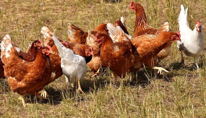 Poultry Farming in Kenya 2020