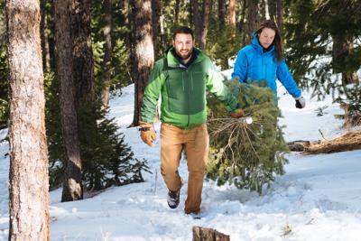 Christmas Tree Permit Montrose Colorado 2022 Christmas Tree Permits Now Available Throughout Colorado - Opera News