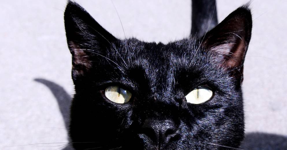 Video Chicago Un Chat Saute Du 5e Etage Pour Echapper A Un Feu Et Retombe Sur Ses Pattes Opera News