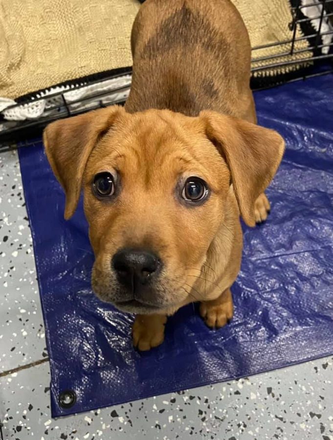 Stolen Puppy From Tails Humane Society Returned Safely Opera News