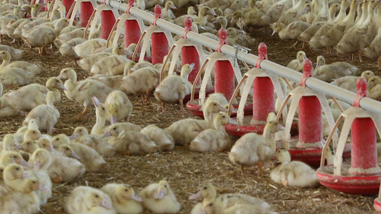 Gers: trois nouveaux cas de grippe aviaire détectés