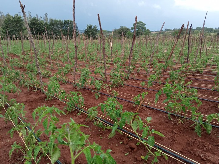 Tomato Drip Irrigation Kits in Kenya | +254711 895 635 | Grekkon Limited