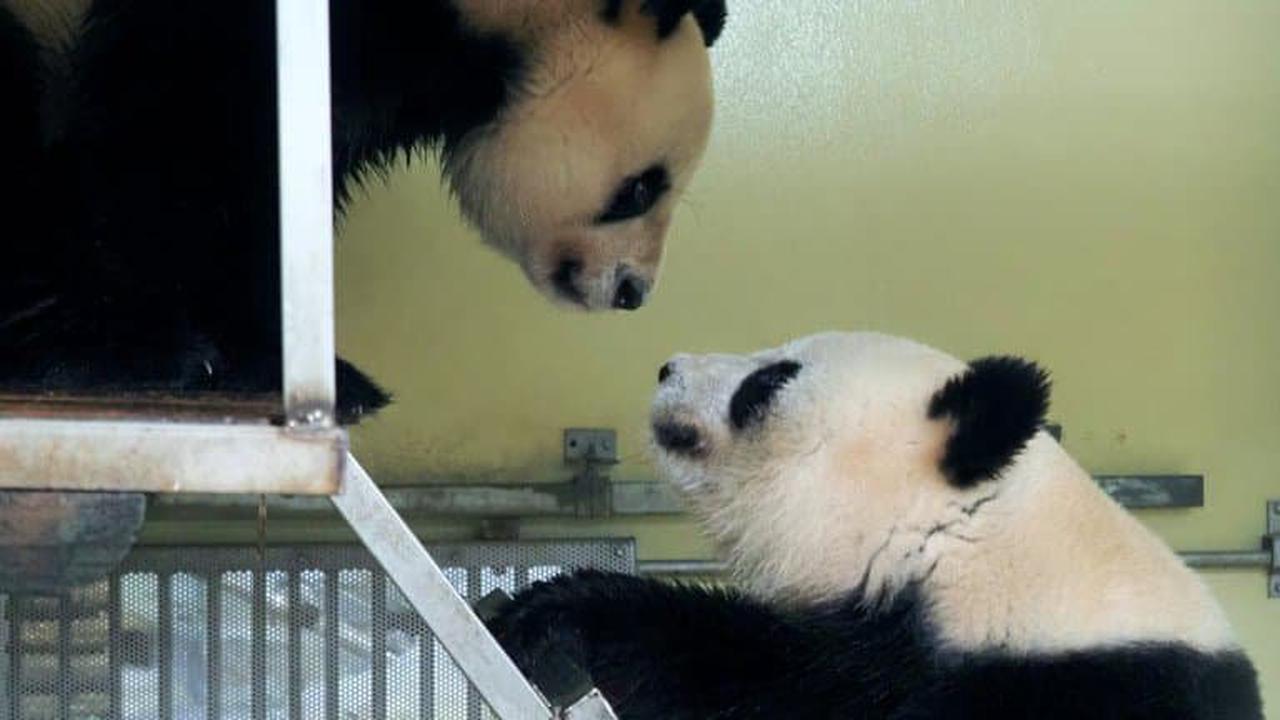 Naissance D Un Bebe Panda Au Zoo De Washington Opera News