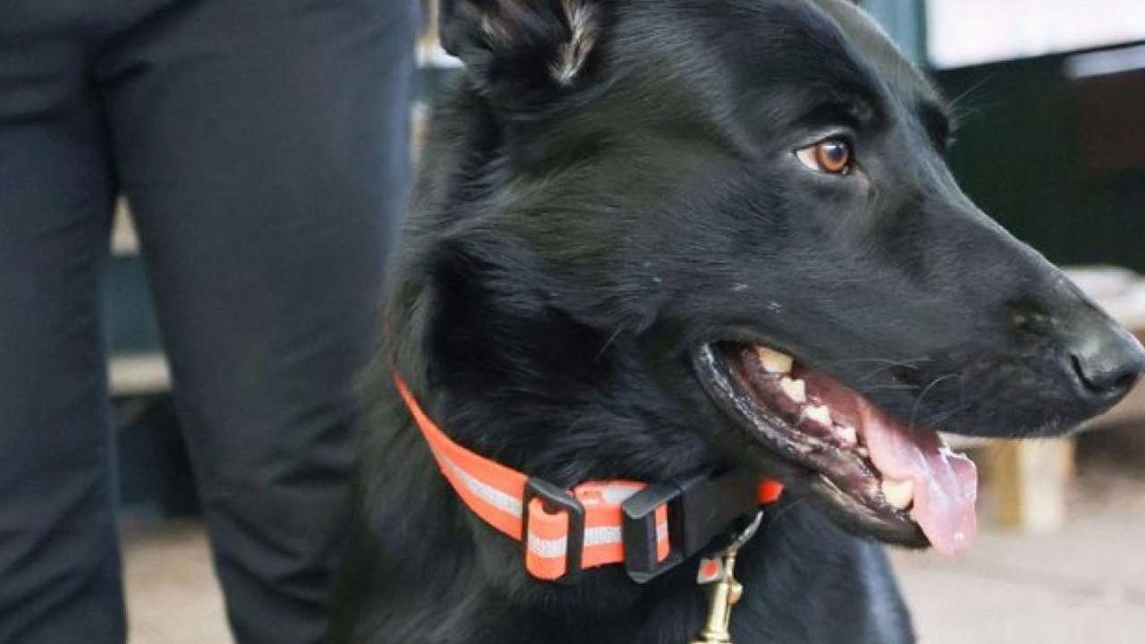 Datenträgerspürhund: Hund Joker aus Aukrug schnüffelt für die Polizei