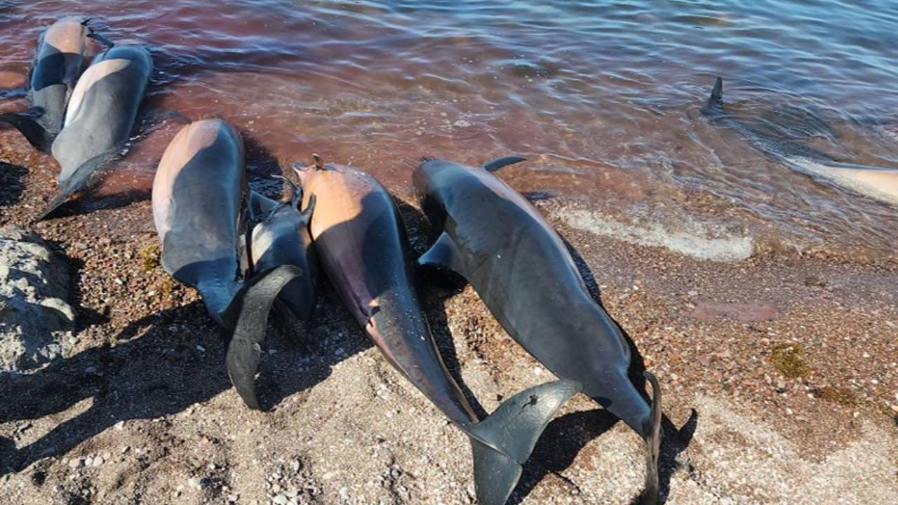 Dutzende tote Delfine an Strand geschwemmt