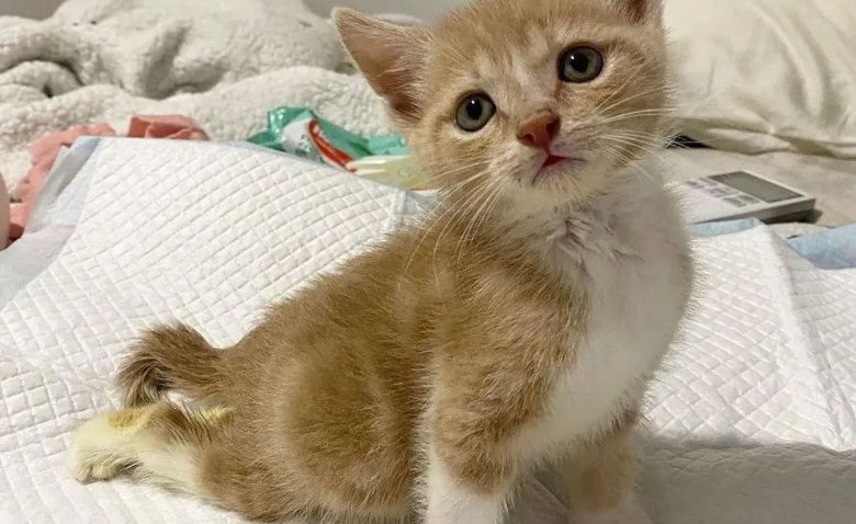 Volontaire Et Determine 2 Qualificatifs Qui Sieent Parfaitement A Ce Chaton Dont L Arriere Train Est Paralyse Opera News