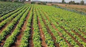 Meet the hardworking 24-year-old student who farms to help pay for his university education