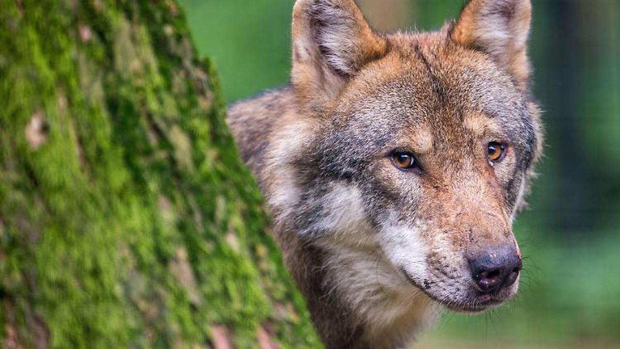 Wildtier Stiftung: Haben verlernt, mit Wolf umzugehen
